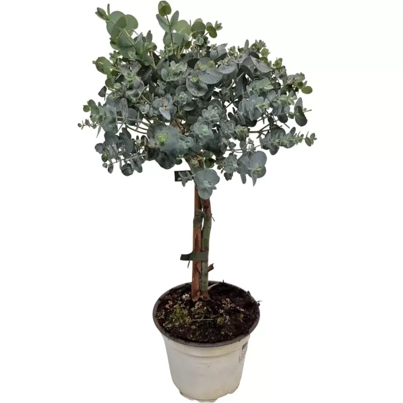 Pilkasis eukaliptas - Eucalyptus cinerea SILVER STEM