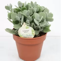 Kalankė - Kalanchoe Millotti