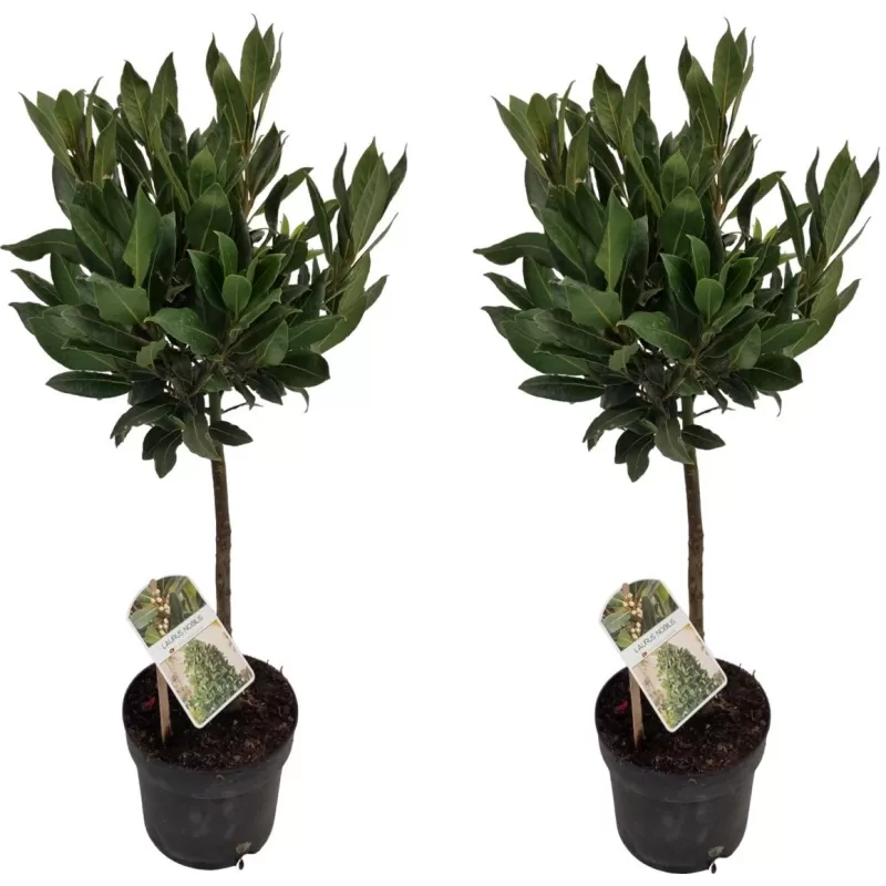 Kilnusis lauramedis su pristatymu į namus