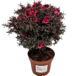 E-medelynas internete: vaismedžiai ir vaiskrūmiai