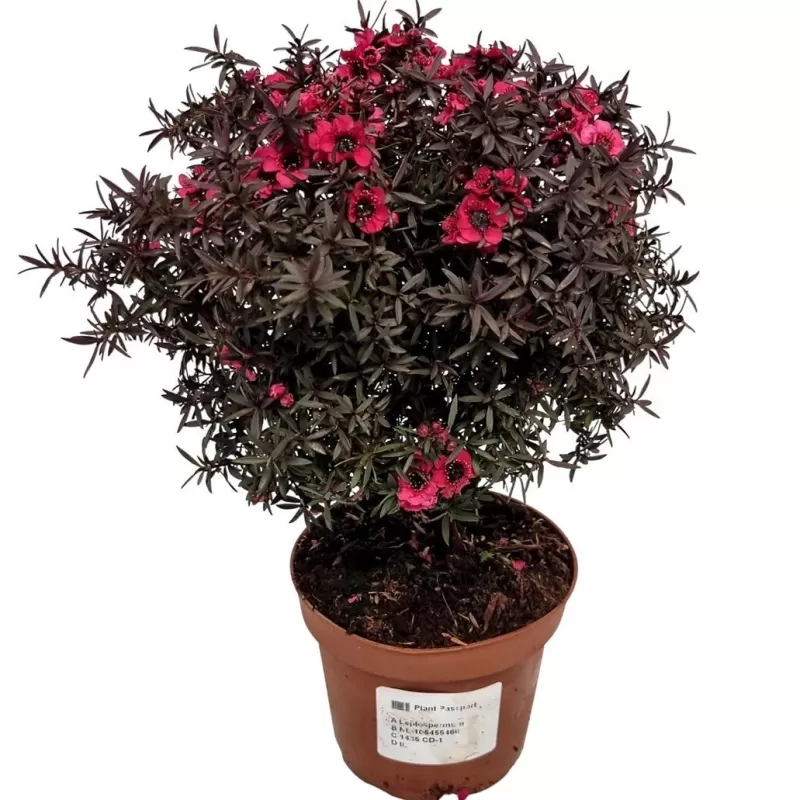 E-medelynas internete: vaismedžiai ir vaiskrūmiai