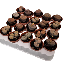 Litopsių mix XXL - Lithops mix