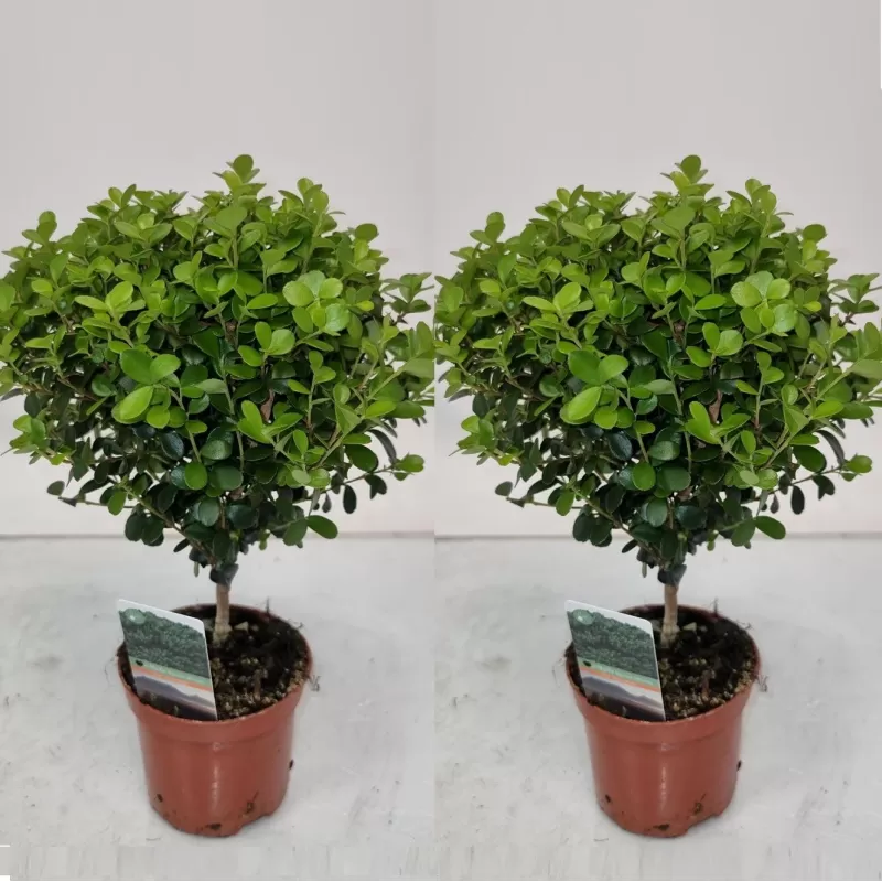 Myrsine Africana Stem