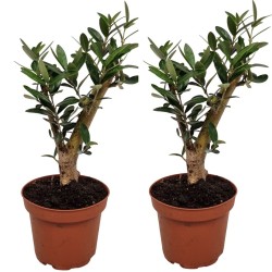 Europinis alyvmedis (storu kotu) - Olea europaea