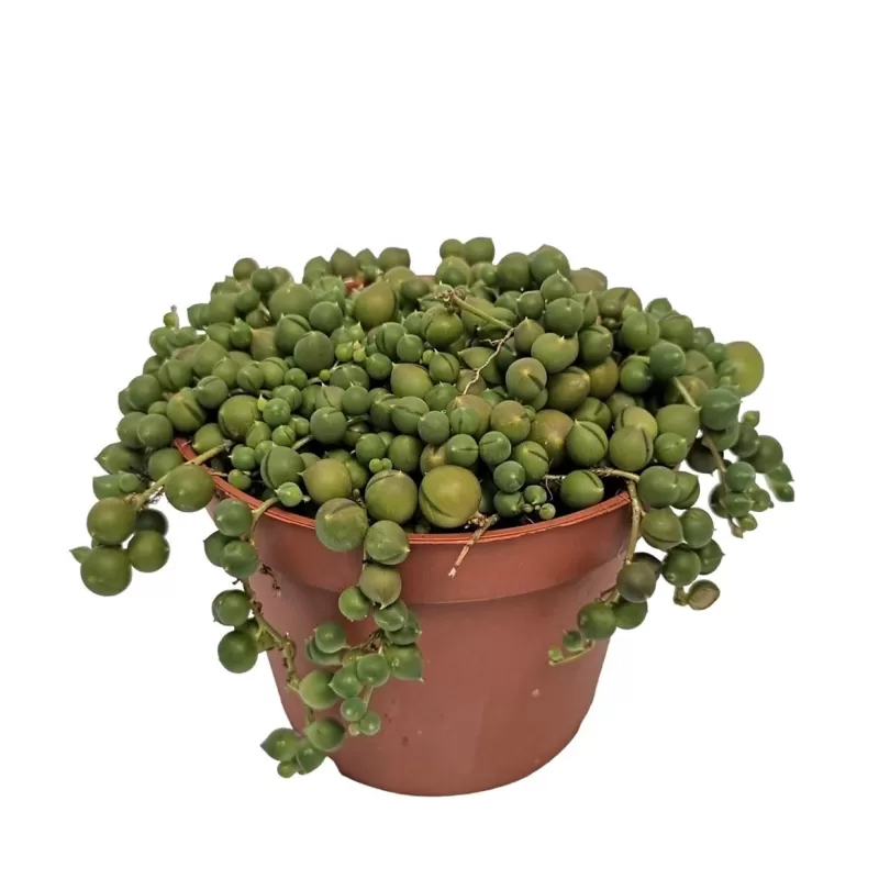 Karolinė žilė - Senecio rowleyanus (String of Pearls)