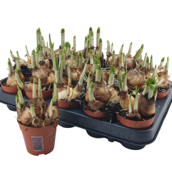 Narcizas TETE A TETE, pristatymas tik vasario 25 - kovo 12 d.