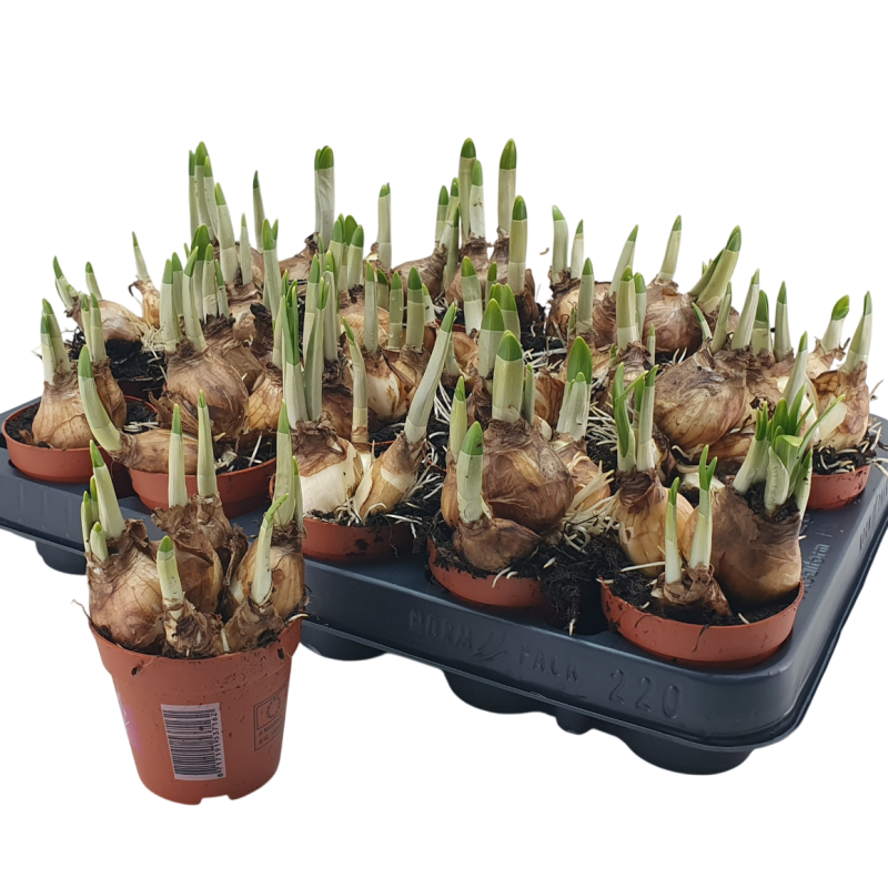 Narcissus TETE A TETE