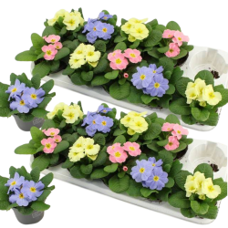 Primula CANDY