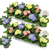 Primula CANDY