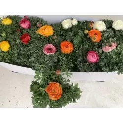 Azijinių vėdrynų rinkinys, pristatymas tik vasario 25 - kovo 12 d.