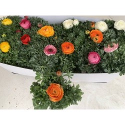 Ranunculus mix