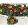 Ranunculus mix