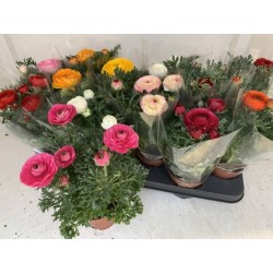 Ranunculus mix