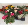 Ranunculus mix