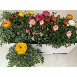 Ranunculus mix