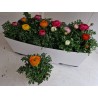 Ranunculus mix