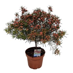 Vaškagėlė - Chamelaucium uncinatum Waxflower Violet Purple South Stem