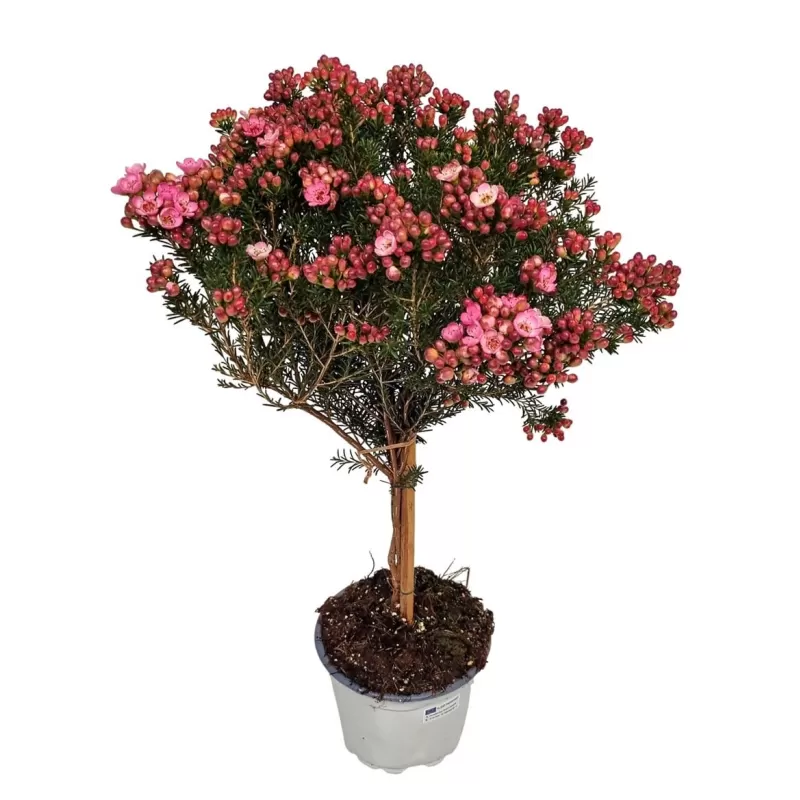 Vaškagėlė - Chamelaucium uncinatum Waxflower Sarah Delight Stem