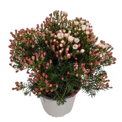 Vaškagėlė - Chamelaucium uncinatum Waxflower Maya Bush