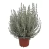 Ozothamnus Rosmarinifolius Silver Jubilee Bush