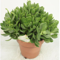Storalapis - Crassula MONEYMAKER