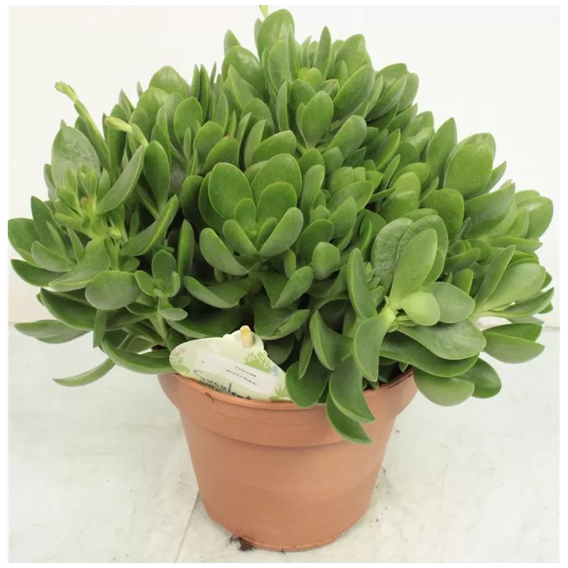 Storalapis - Crassula MONEYMAKER