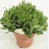 Storalapis - Crassula MONEYMAKER