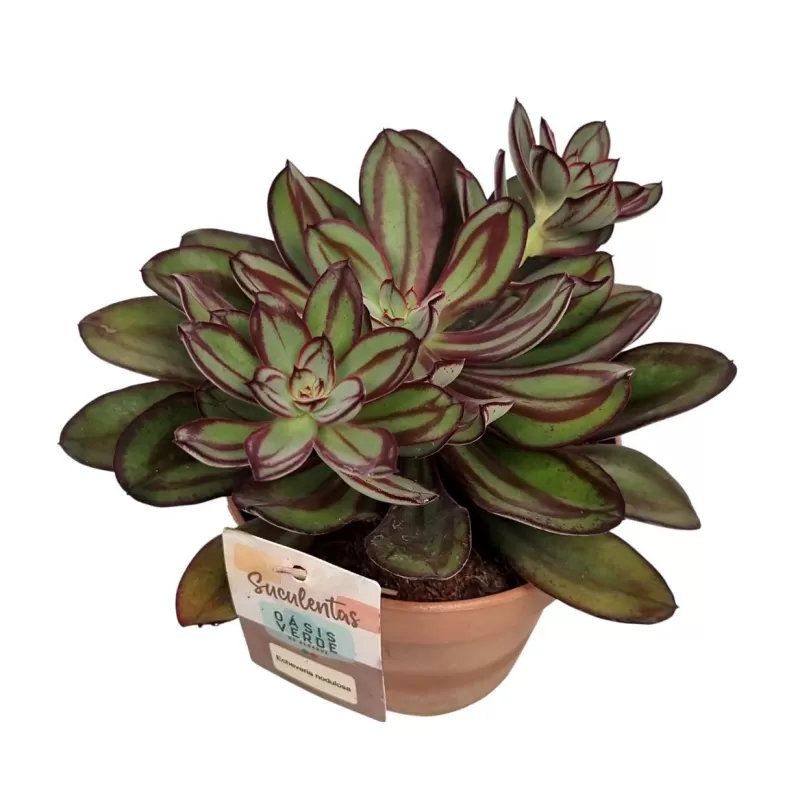 Storalapis - Crassula Nodulosa