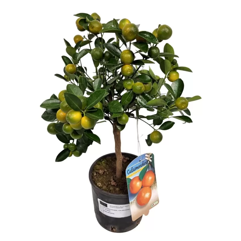 Citrus Calamondin Stem