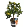 Citrus Calamondin Stem