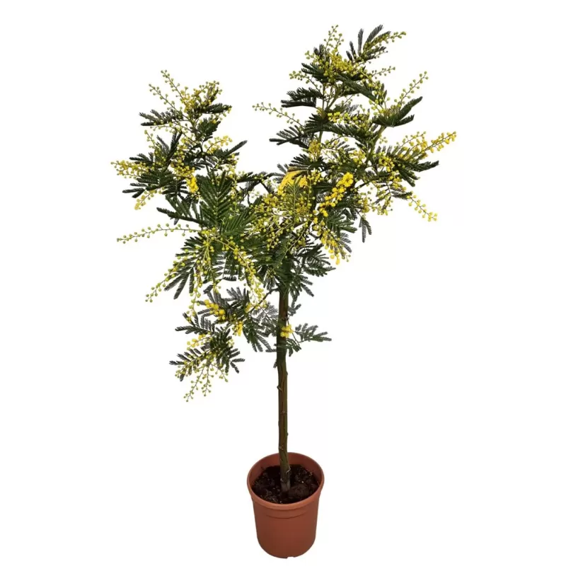 Acacia Mimosa Daelbata Thick Stem