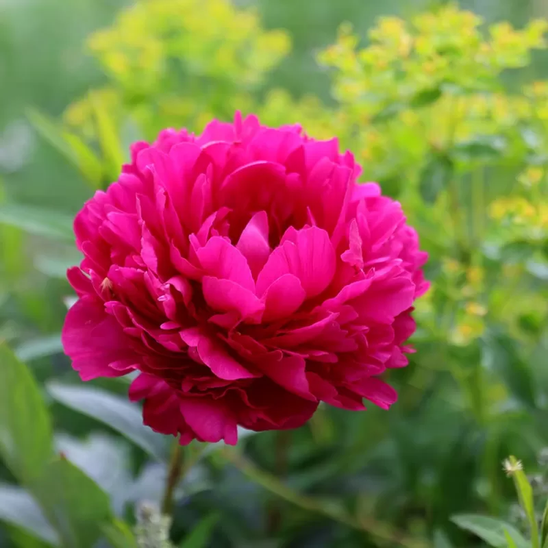 Paeonia (LD) Felix Crousse