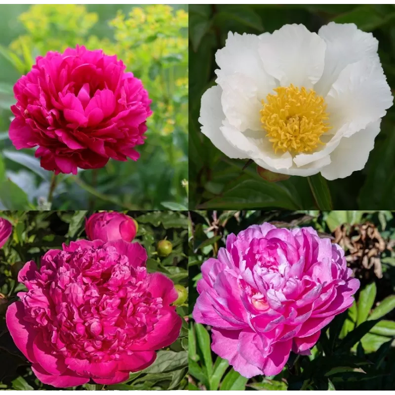 Peony mix for March delivery