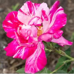 Rožė - Rosa BENI KANOKO