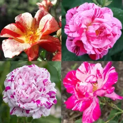 Striped roses