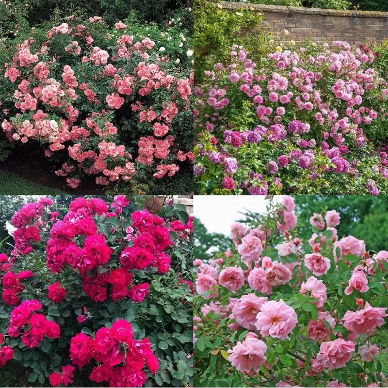 Shrub rose collection