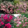 Shrub rose collection