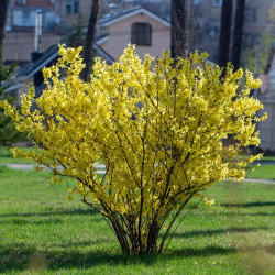 Forzitija - Forsythia intermedia MINIGOLD