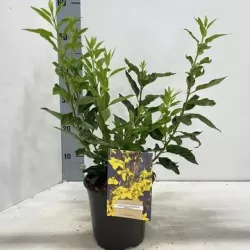 Forzitija - Forsythia intermedia MINIGOLD