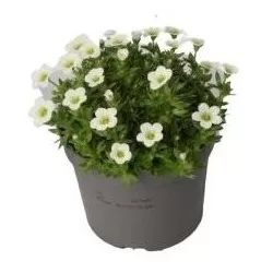 Saxifraga arendsii SAXONY WHITE