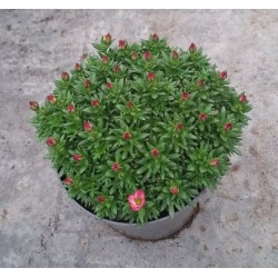 Uolaskėlė - Saxifraga arendsii SAXONY RED