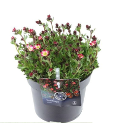 Uolaskėlė - Saxifraga arendsii ICE COLOURS RED