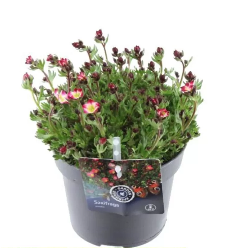 Uolaskėlė - Saxifraga arendsii ICE COLOURS RED