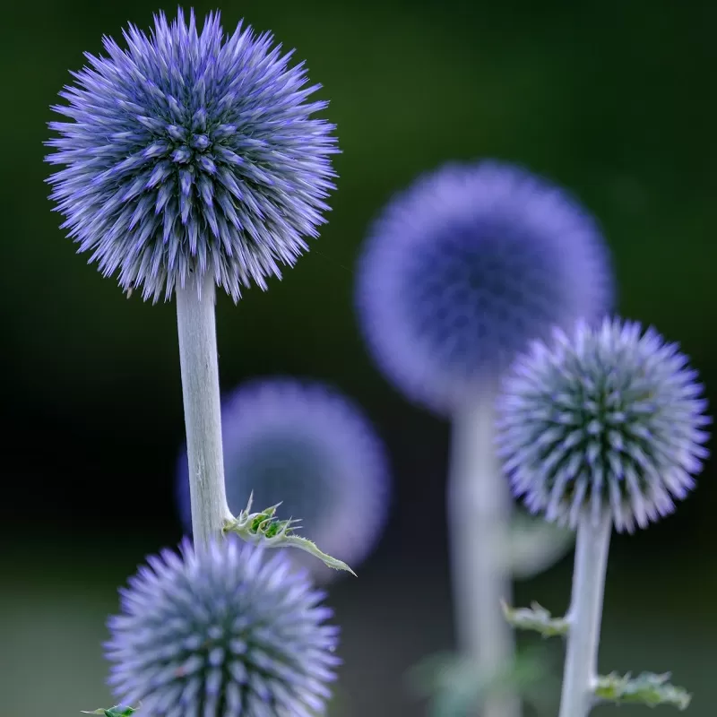 Bandrenis - Echinops ritro VEITCHS BLUE