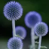 Bandrenis - Echinops ritro VEITCHS BLUE