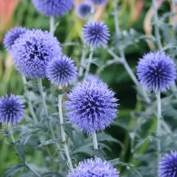 Bandrenis - Echinops ritro VEITCHS BLUE