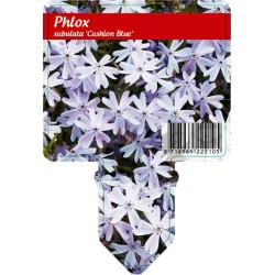 Ylalapis flioksas - Phlox subulata EMERALD CUSHION BLUE