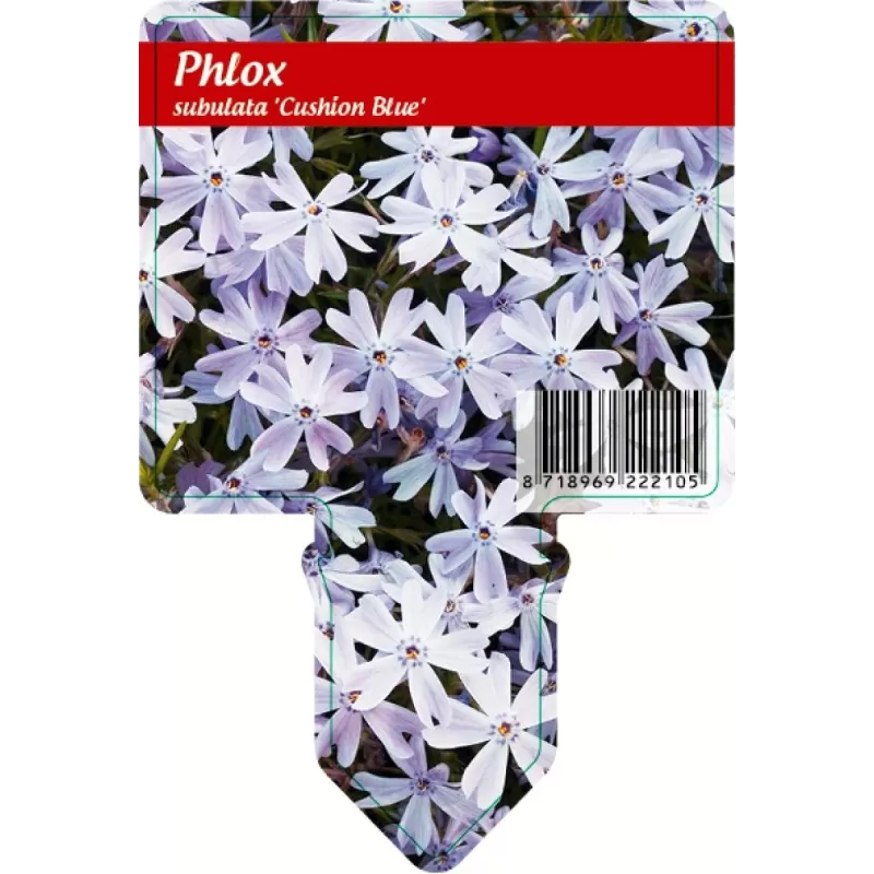 Ylalapis flioksas - Phlox subulata EMERALD CUSHION BLUE Ylalapis flioksas - Phlox subulata EMERALD CUSHION BLUE
