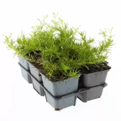 Ylalapis flioksas - Phlox subulata EMERALD CUSHION BLUE