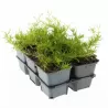 Ylalapis flioksas - Phlox subulata EMERALD CUSHION BLUE